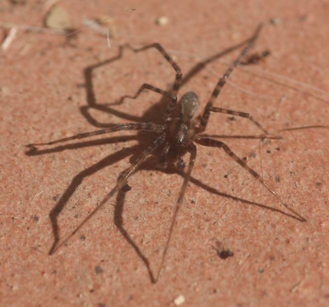 Tetragnathidae?  No, Agelenidae: Tegenaria sp.  - Vignanello (VT)